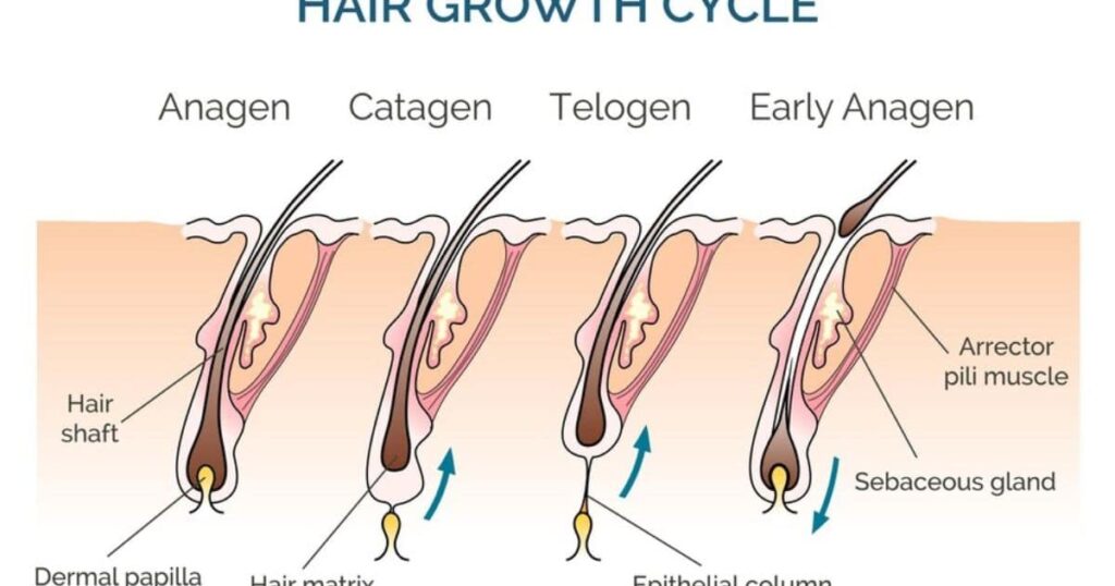 Phases of Hair Growth